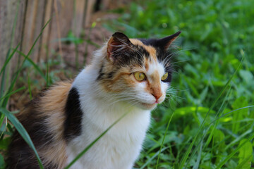 Tricolor Cat on Lawn. White, black and brown cat sitting on grassy lawn in front of two-story brick house. Outdoor pet portrait