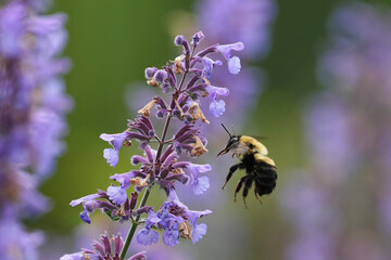 Bumblebee on catnip flowers in spring.