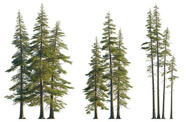 Abies concolor clumps forest (the white, concolor, or Colorado fir) pine tree isolated png on transparent background premium cutout © Roman