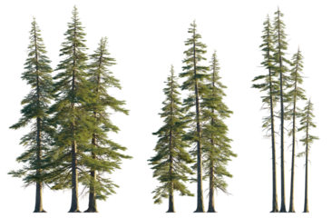 Abies concolor clumps forest (the white, concolor, or Colorado fir) pine tree isolated png on transparent background premium cutout
