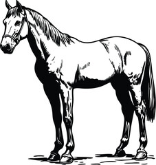 Obraz premium horse vector illustration