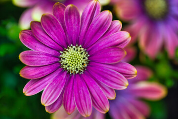 Obraz premium Purple Cape marguerite: close up photography with a charming multicolor shallow background.