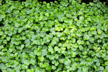 Gotu Kola, Centella Asiatica, Asiatic Pennywort. Herbal Plant