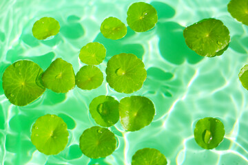 Gotu Kola (Centella asiatica), a medicinal herb floating gracefully on clear water. Sunlight reflecting on the water