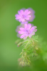 Storchschnabel geranium storksbill