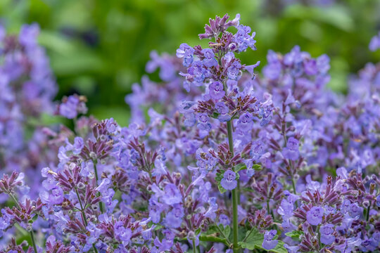 Katzenminze (Nepeta)