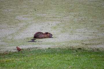 Nutria nadando