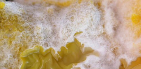 Macro texture of spoiled corn pudding kept in fridge more than month