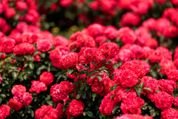 A garden landscape with red roses in full bloom in early summer