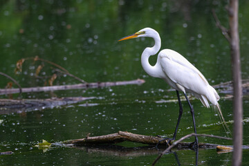 Great egret perched on a branch over a pond.