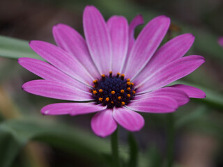 Isolated macro close-up of the blossom of a vibrant purple cape daisy (Dimorphotheca pluvialis (L.)...