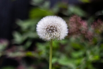 dandelion seed head 