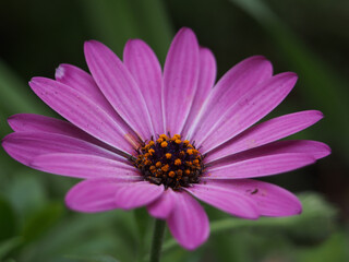 Isolated macro close-up of the blossom of a vibrant purple cape daisy (Dimorphotheca pluvialis (L.) Moench) also known as Cape marigold, weather prophet, or rain daisy. Bonn, Germany.