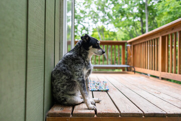 dog on the porch