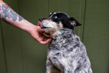 dog getting pets while licking lips wanting treats 