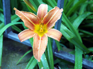 Close-up of a orange day-lily (Hemerocallis fulva) or tawny daylily, corn lily, tiger daylily, fulvous daylily, ditch lily, blooming in a front yard in the rain in Bonn, Germany in May.