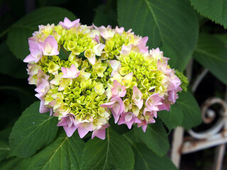 Close-up of young pink blossoms of a hydrangea blooming in a front yard in Bonn, Germany in May.