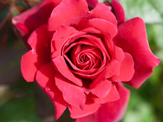Close-up photo of a red rose blooming in early summer