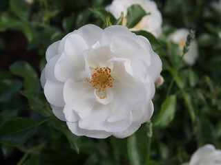Close-up of a single white evergreen rose (Rosa sempervirens L.) blossom among leaves. Bonn, Germany in May.