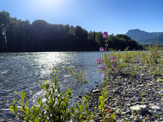 Skagit river in Washington state in late spring season with native purple flowers