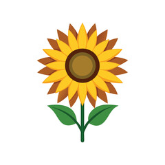 sunflower on white background