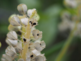 Isolated close-up of seedpods and seeds of a purple grape hyacinth (muscari botryoides). Concept: gardening, cultivation, planting