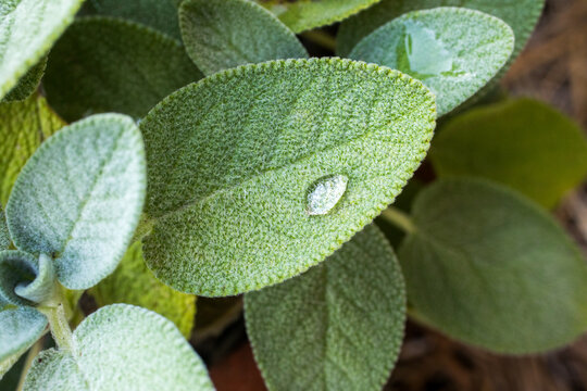 Fototapeta Sage plant with water drop on a leaf 