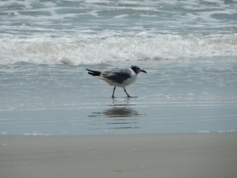 seagull on the beach