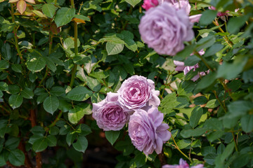 Close-up of a white rose (Kordes rose) blooming in early summer