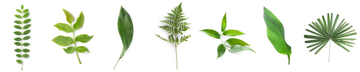 Set of different tropical leaves on white background