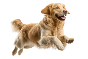 PNG Energetic golden retriever leaping playfully isolated on white background