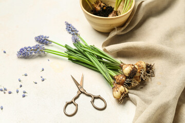 Beautiful Muscari flowers and scissors on white table