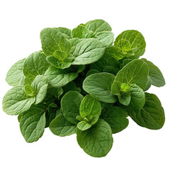 Fototapeta premium Fresh Oregano Herb Close-Up Isolated for Culinary and Medicinal Applications