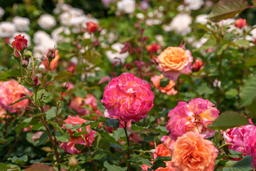 Close-up of a gorgeous red and orange rose (Gartenspaß Rose) blooming in early summer