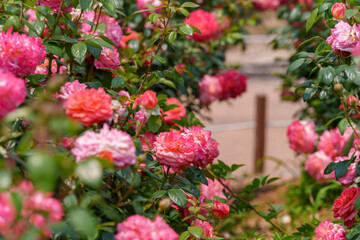 Close-up of a gorgeous red and orange rose (Gartenspa&szlig; Rose) blooming in early summer