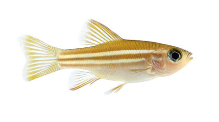 Gold and White Fish Swimming in Clear Water Background