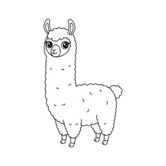 Llama drawing illustration for kids coloring book