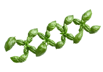  A green DNA double helix made of basil leaves, against a white background, in a vector art style, stock photo, high-resolution photography 