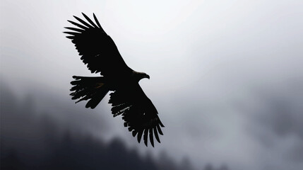 Fototapeta premium eagle silhouette, fliying bird silhouette