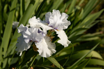 Rich white irises in a sunny spring garden