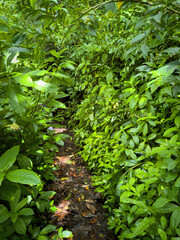 Puu Ohia hiking trail, Oahu, Hawaii, USA leading through lush vegetation
