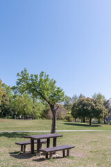 生き生きとした春の緑が増す公園　滋賀県大津市皇子が丘公園
