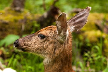 White tail deer doe profile portrait as seen at Mount Rainier National Park in Washington state_20100705_322.