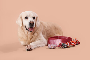 Cute Labrador dog with toys and feeding bowl on beige background