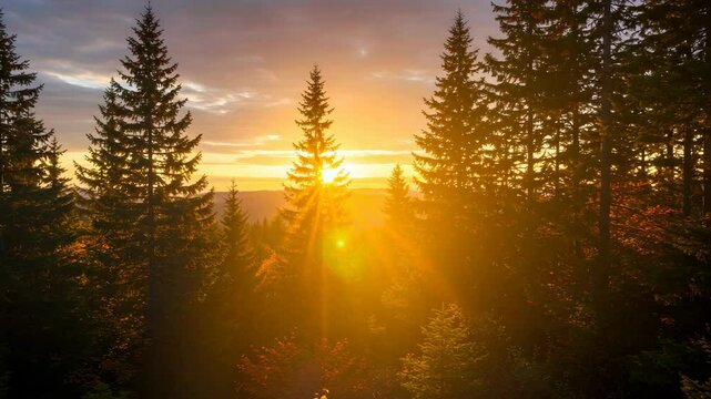 Brilliant Sunlight Through Forest Trees at Golden Hour in a Serene Landscape