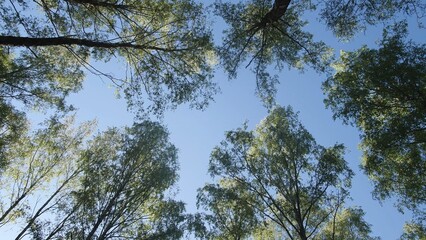 Serenity fills the air as sunlight filters through tall trees, their green leaves swaying gently against a vibrant blue sky, creating a peaceful ambiance in the forest.