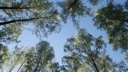 Sunlight filters through the canopy of vibrant green leaves as tall trees stretch towards a bright blue sky, creating a peaceful atmosphere in the forest.