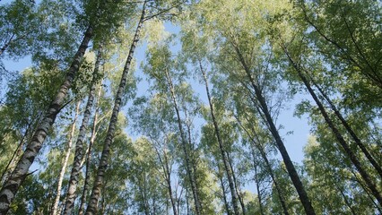 Looking up at towering trees in a lush forest, sunlight filters through the bright green leaves, creating a tranquil atmosphere on a clear day