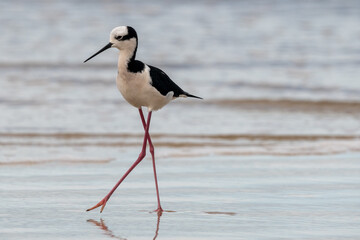 Black and white bird on the beach