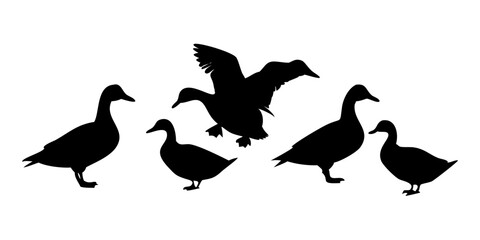 Collection of Mallard Duck Silhouettes Isolated on white Background

